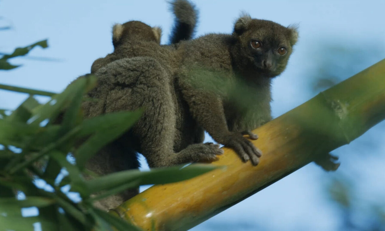 Poster of Madagascar Africas Galapagos