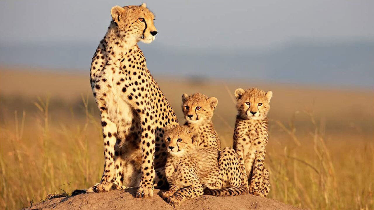 Poster of African Cats