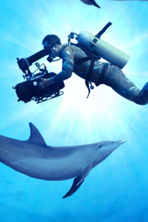 Xem phim Diving with Dolphins  - Diving with Dolphins (2020)